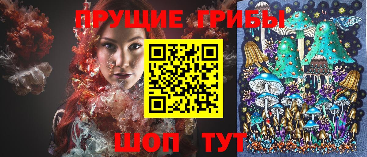 Галлюциногенные грибы Psilocybe Северобайкальск